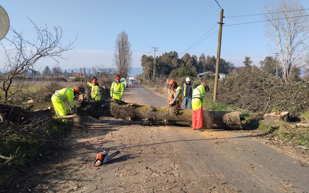 Por precaución Dirección de Vialidad efectúa retiro de árboles sin vida en ruta San Antonio San Víctor Álamos de Linares